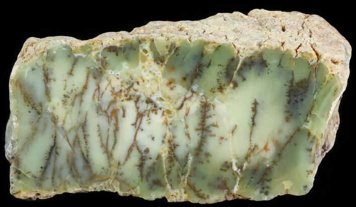 Polished Dendritic Opal (Moss Opal) - Australia #65409